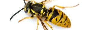 Yellow jacket