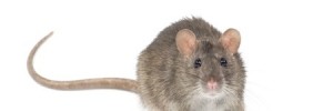 A mouse in front of a white background