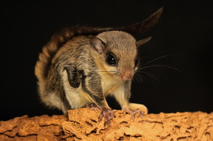 Flying Squirrel Removal