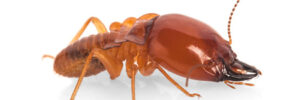 A close up look at a termite